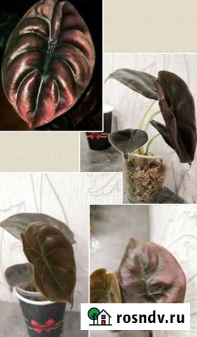 Алоказия медная Ред секрет Киров - изображение 1