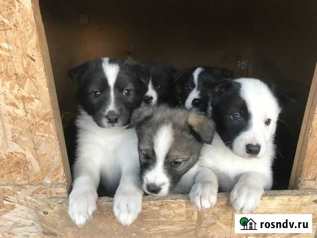 Щенок щенки Курск - изображение 1