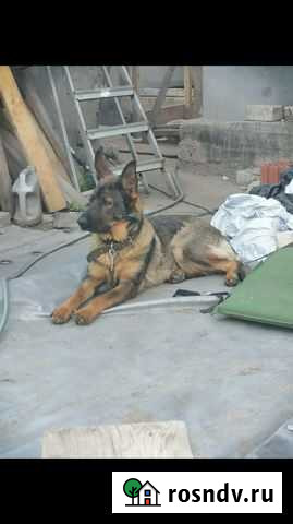 Щенки немецкой овчарки Брянск - изображение 1