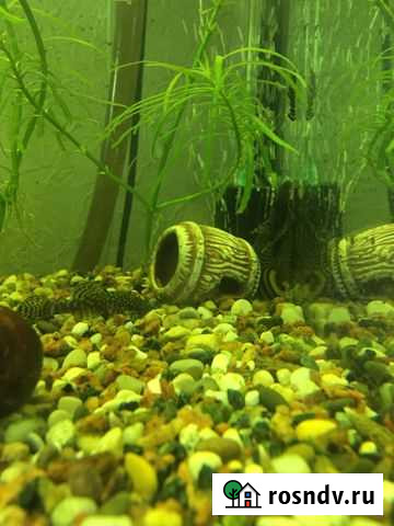 Анциструс Кокошкино - изображение 1