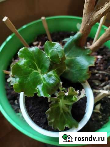 Бегония Астрахань - изображение 1