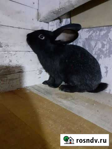 Продам кроликов Дубовка - изображение 1