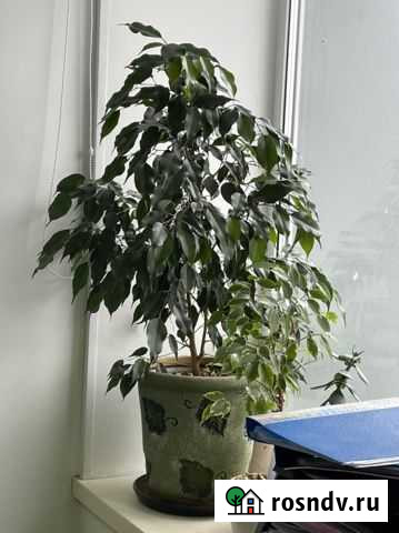 Фикус Бенджамина 90 см Серпухов - изображение 1