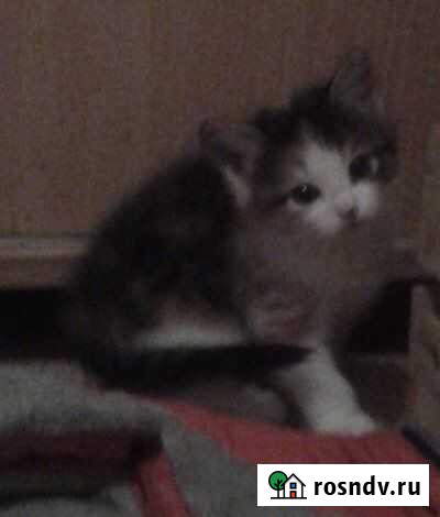 Котята Вологда - изображение 1