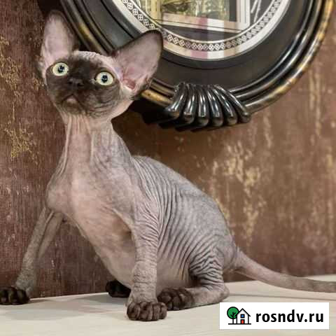 Девон рекс малютки Томск - изображение 1