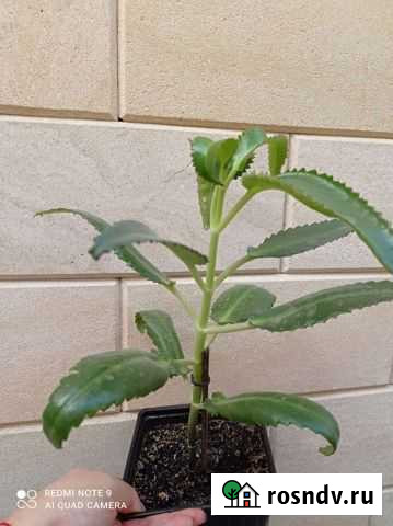 Каланхоэ лечебное Кореновск - изображение 1