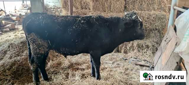 Бычки годовалые Анзорей - изображение 1