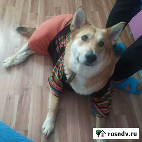 Собака Лера Уфа - изображение 1