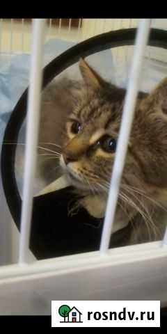 Кошечка для доброго сердца Брянск - изображение 1