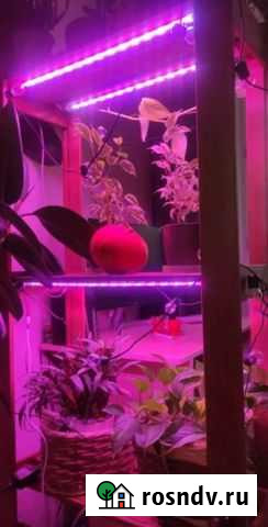 Фито полосы полного спектра Махачкала - изображение 1