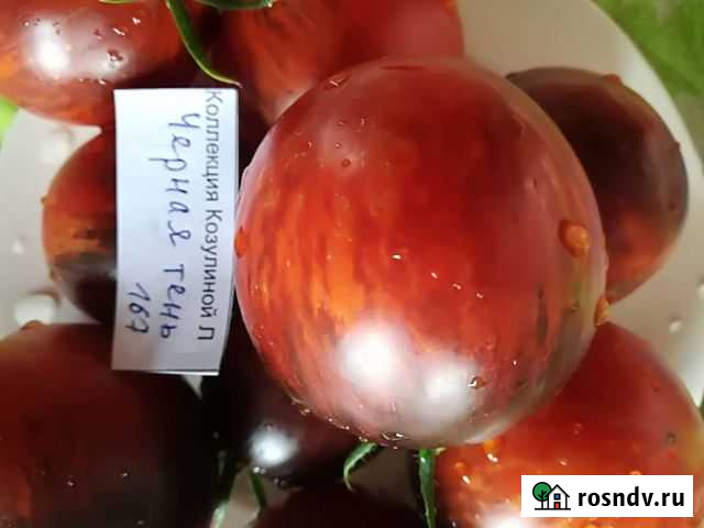 Семена томатов Черная тень Калуга - изображение 1