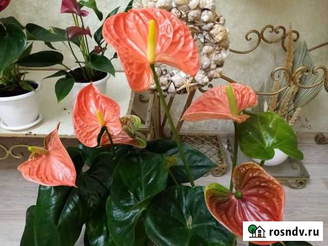 Антуриум напольный фикус лировидный замиакулькас Уфа - изображение 1