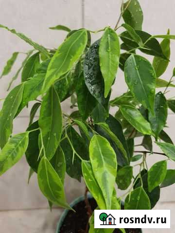 Фикус Бенджамина Анастасия Барнаул - изображение 1