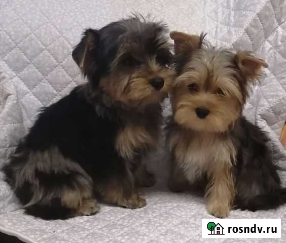 Йорики Тверь - изображение 1