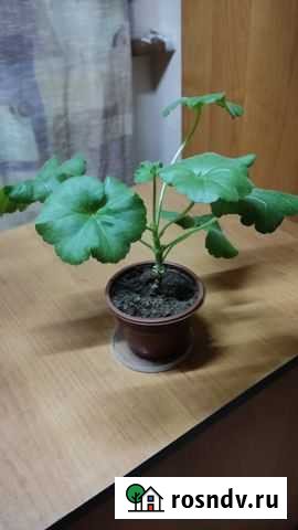 Герань Тула - изображение 1