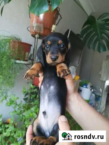 Такса мини и стандарт Симферополь - изображение 1