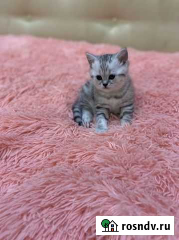 Котенок шотландская 3500 Астрахань - изображение 1