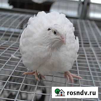 Перепелята, перепелки-несушки разного возраста Оренбург - изображение 1