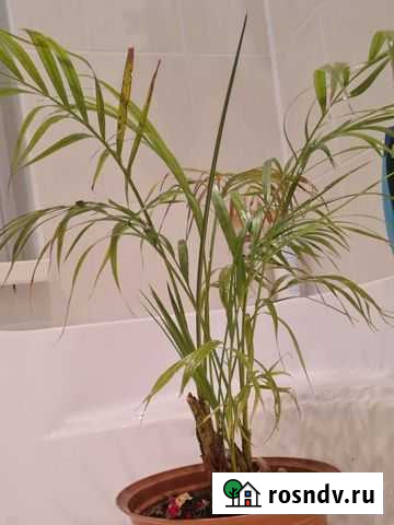 Хризалидокарпус Волгоград - изображение 1