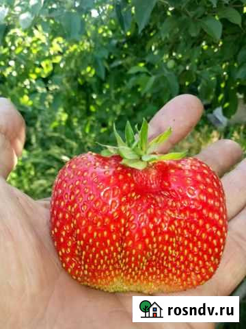 Рассада земляники, малины, ежевики Бийск - изображение 1