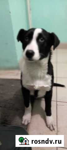 Собаки в дар бесплатно Омск - изображение 1