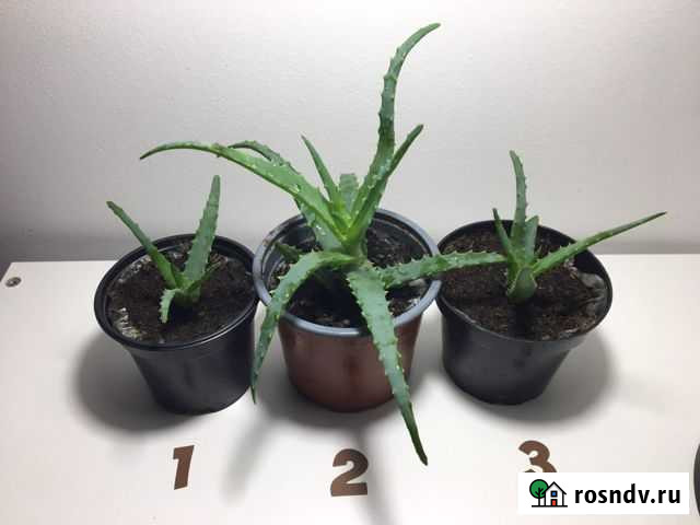 Алоэ Нефтекамск - изображение 1