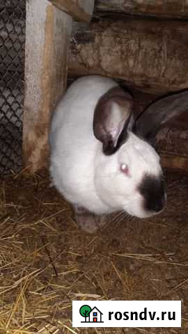 Кролики калифорнийцы Анжеро-Судженск - изображение 1