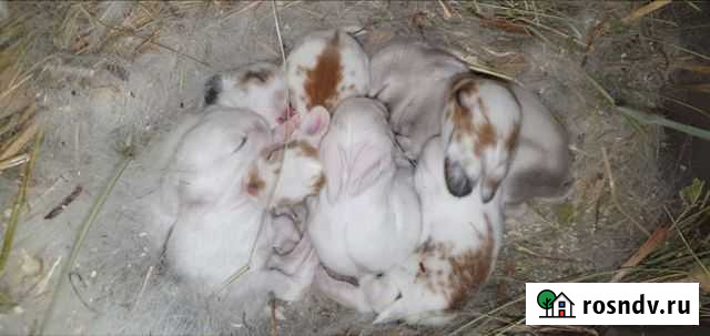 Декоративные мини кролики карлики крольченок для д Краснодар - изображение 1