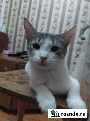 Кот Рузик Уфа - изображение 1