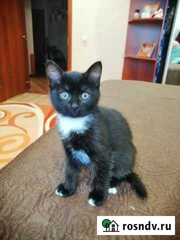 Кошки бесплатно Тюмень - изображение 1