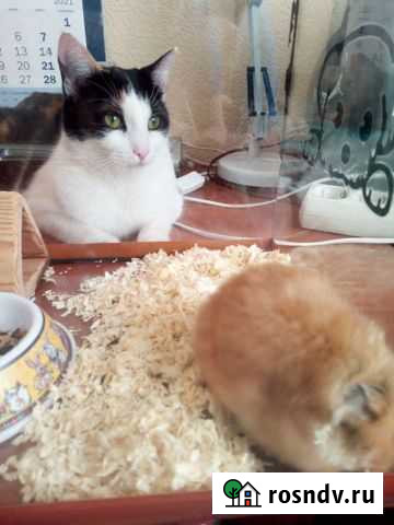 Кошка в дар Белгород - изображение 1