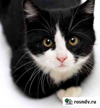 Отдам в добрые руки кошечку 8 месяцев Комсомольск-на-Амуре