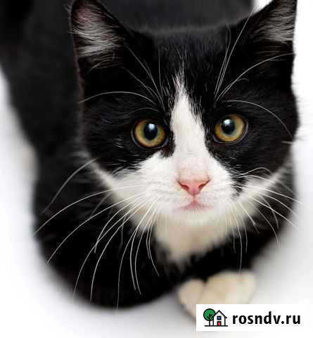 Отдам в добрые руки кошечку 8 месяцев Комсомольск-на-Амуре - изображение 1