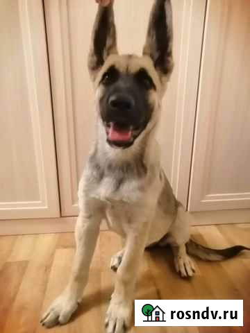 Щенок в частный дом Чистополь - изображение 1