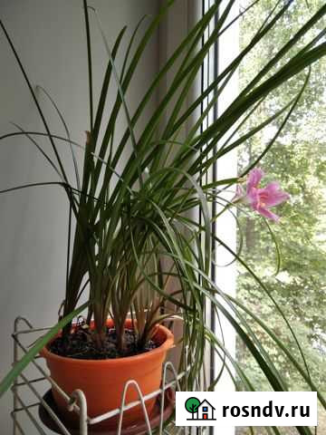 Шикарный зефирантес Иваново - изображение 1