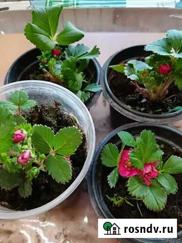 Семена клубники Тоскана Саратов - изображение 1