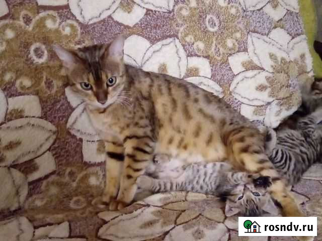 Котята от Бенгальской кошки Нижний Новгород - изображение 1