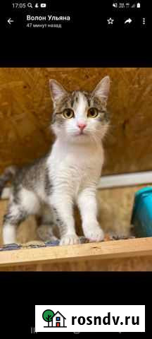 Кошка Саранск - изображение 1