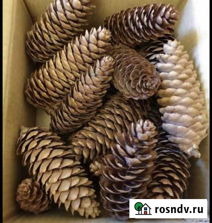 Шишки Иваново - изображение 1