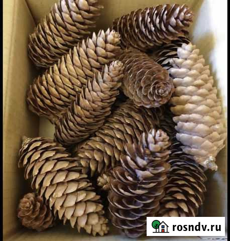 Шишки Иваново - изображение 1