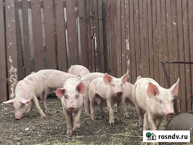 Поросята ландрас Уфа - изображение 1