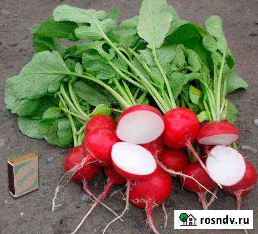 Продам семена редис Глориэт Иркутск