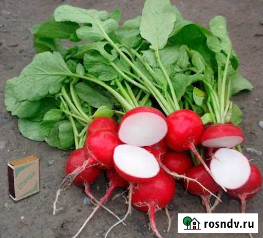 Продам семена редис Глориэт Иркутск - изображение 1