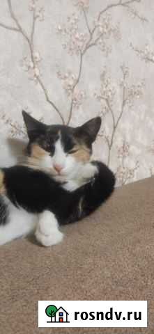 Кошка Волгоград - изображение 1