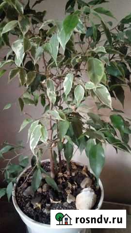 Фикус Анастисии и Бенджамина Нижний Новгород - изображение 1