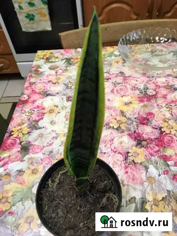 Сансевиерия Йошкар-Ола - изображение 1