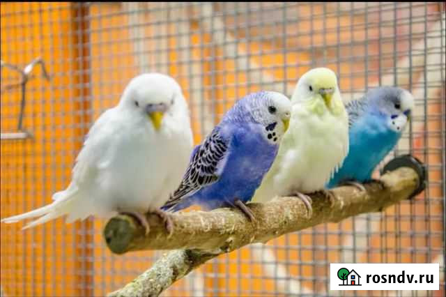 Молодые волнистые попугаи Набережные Челны - изображение 1