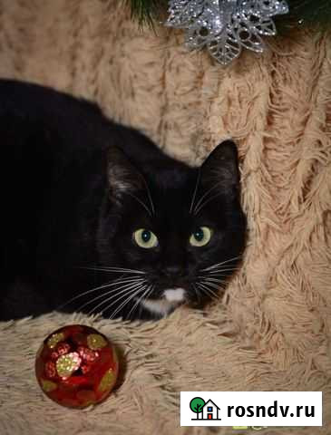 Отдам кошечку шишку Петропавловск-Камчатский - изображение 1