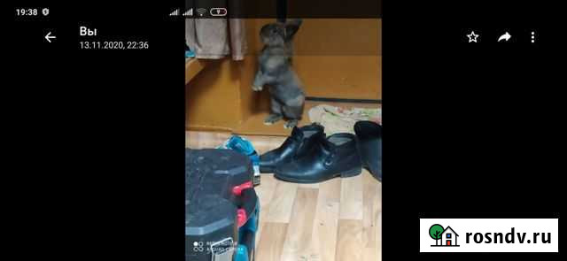 Декоративный кролик Пенза - изображение 1