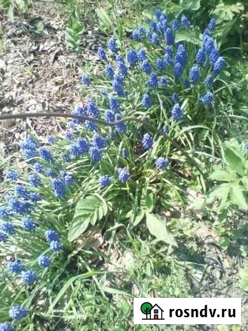 Подушки для пчел Новочеркасск - изображение 1